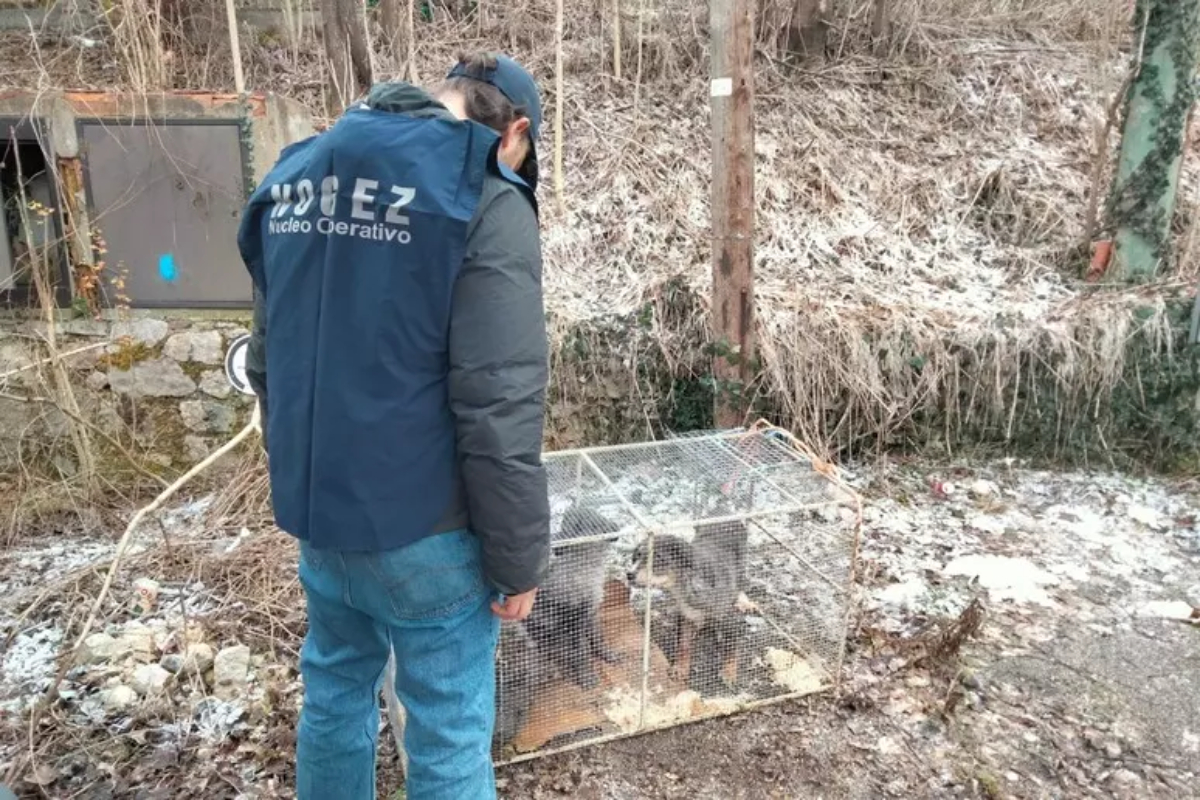 Abbandonati 5 cagnolini al freddo dentro una gabbia di ferro, salvati dalle guardie zoofile