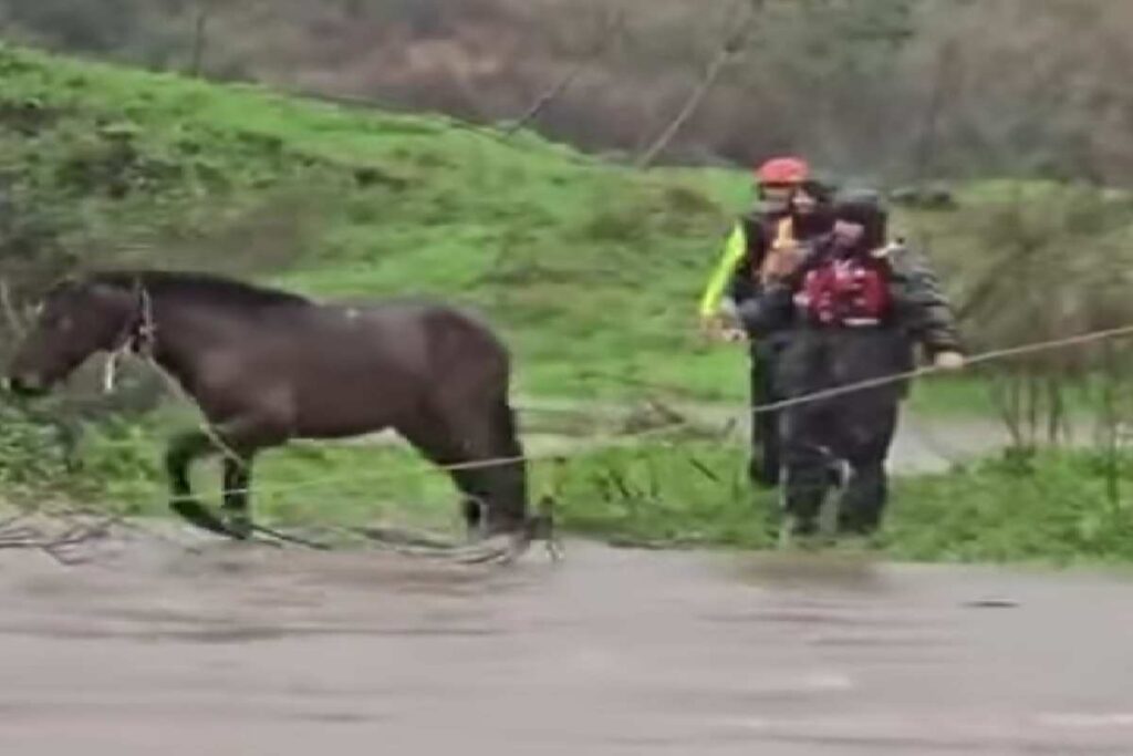Cavalli salvati in Sardegna