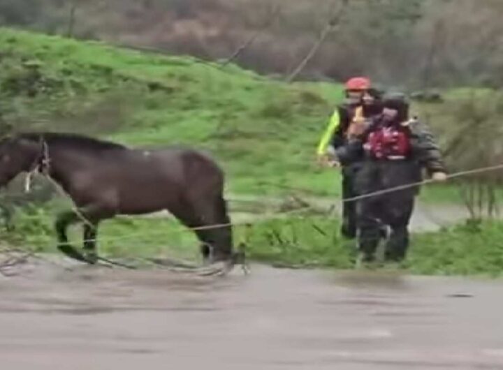 Cavalli salvati in Sardegna