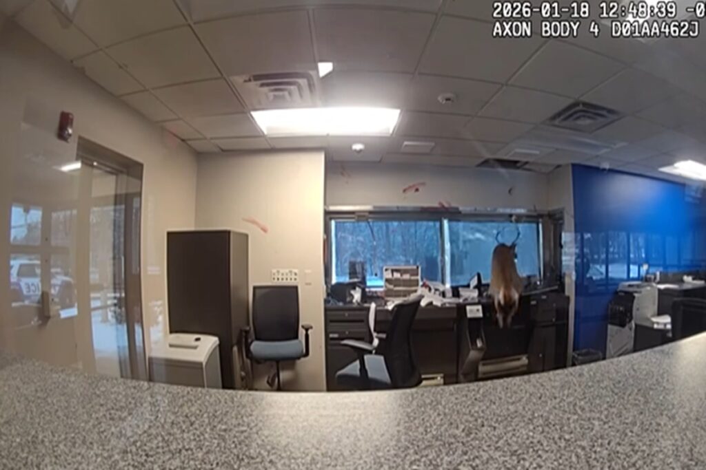 Il video del cervo che entra in banca e fa scattare l'allarme antifurto
