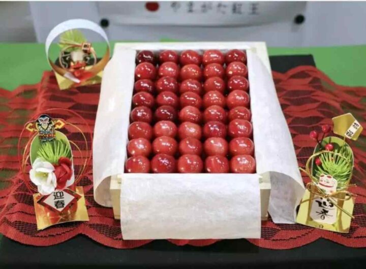 Ciliegie giapponesi "Sato Nishiki"