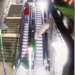 Il video dei due cinghiali che si lanciano sui gradini delle scale mobili del centro di Arezzo