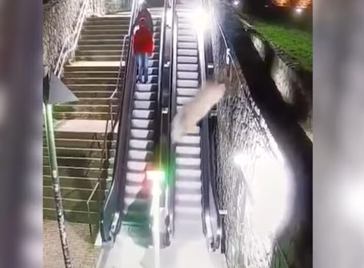 Il video dei due cinghiali che si lanciano sui gradini delle scale mobili del centro di Arezzo