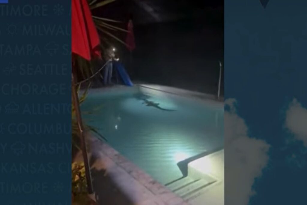 Il video della famiglia che ha ritrovato un coccodrillo nella loro piscina