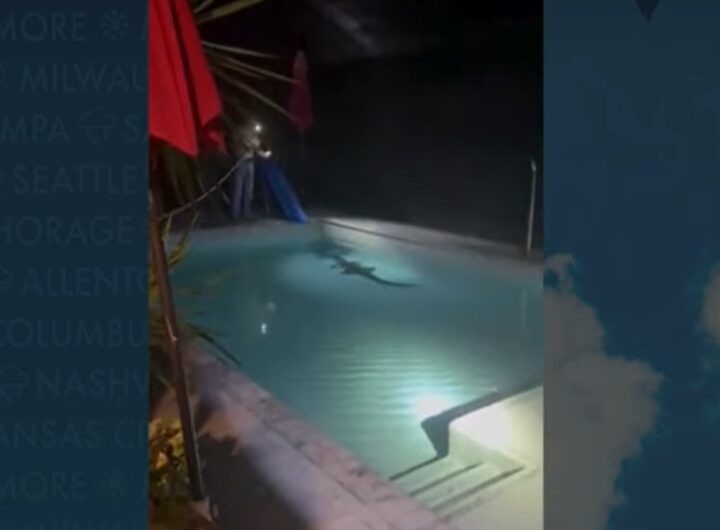 Il video della famiglia che ha ritrovato un coccodrillo nella loro piscina