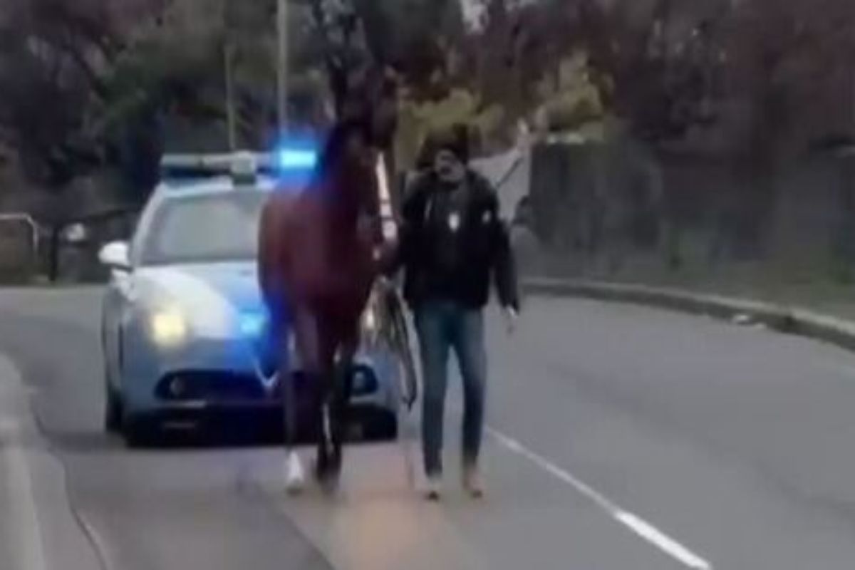 Agente di polizia con cavallo