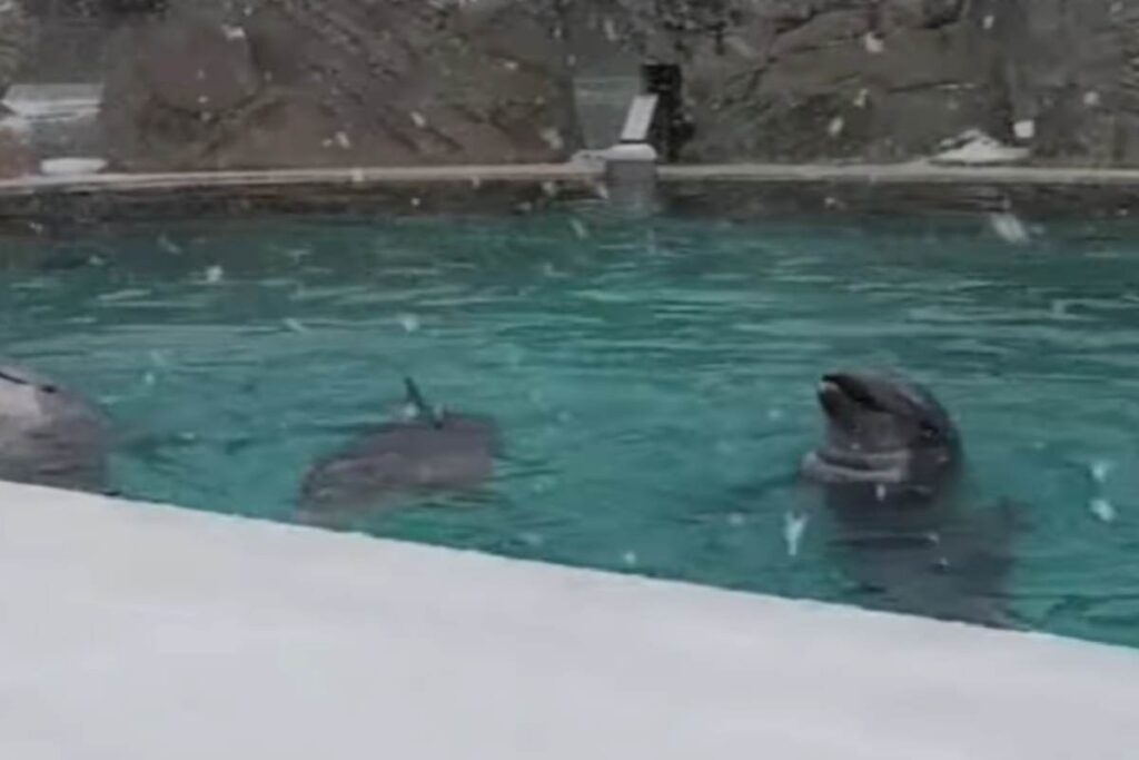 Delfini giocano con la neve a Riccione