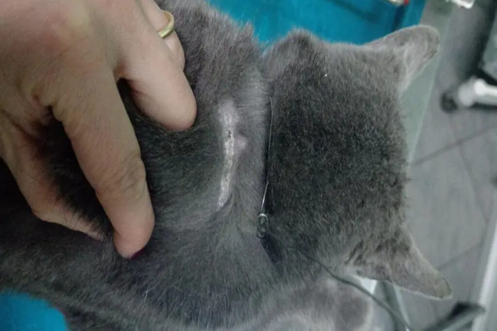 gatto cappio collo padova