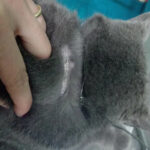 gatto cappio collo padova