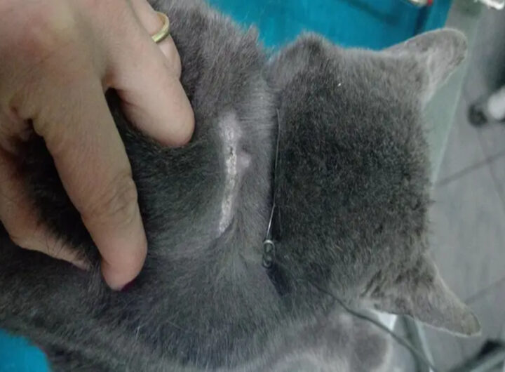 gatto cappio collo padova