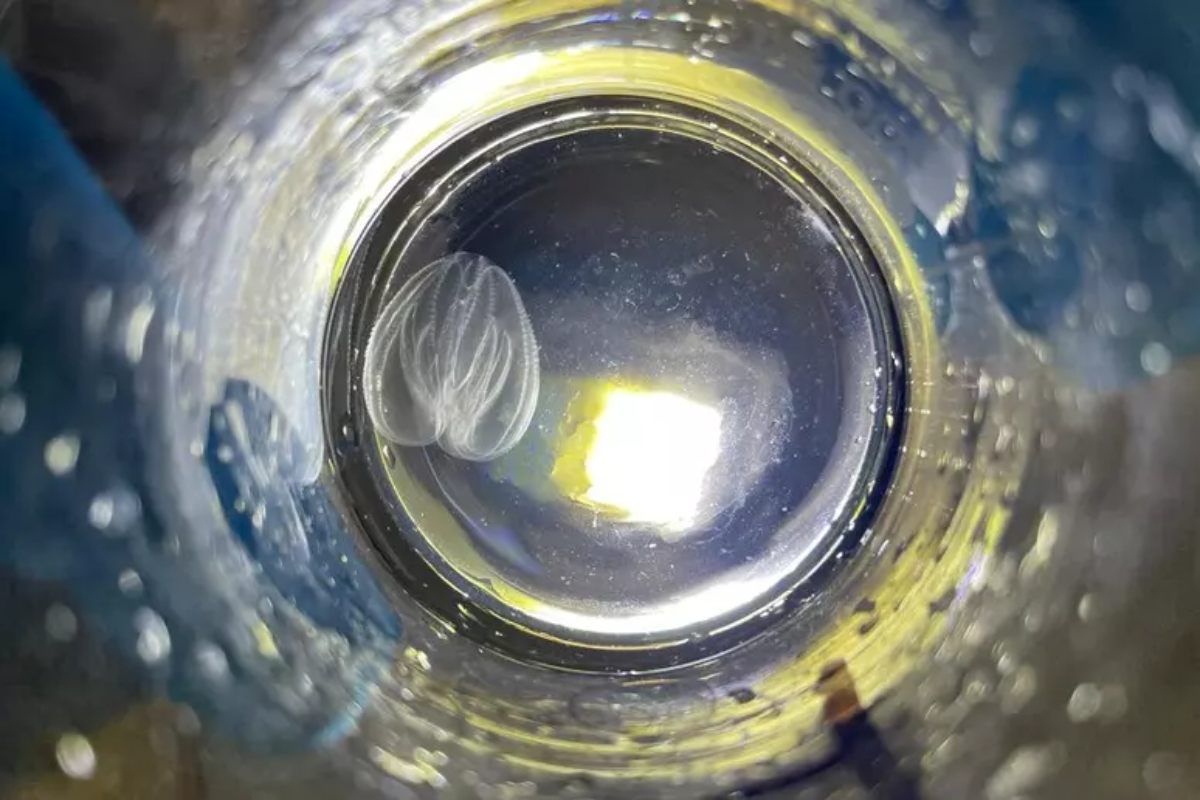 Cos’è la noce di mare, la specie che minaccia l’Adriatico e soprattutto la laguna di Venezia