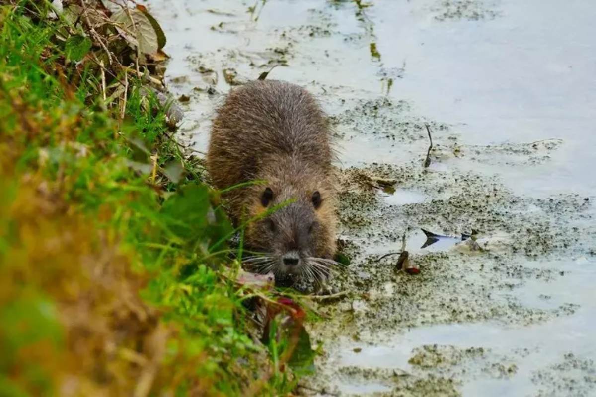 In Veneto una mozione per commercializzare la carne di nutria. Valdegamberi (Lega): “In Francia filetto e patè”
