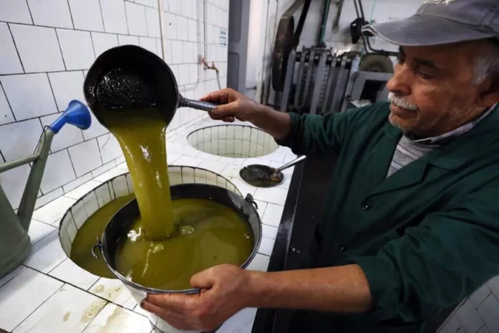 olio d'oliva tunisia