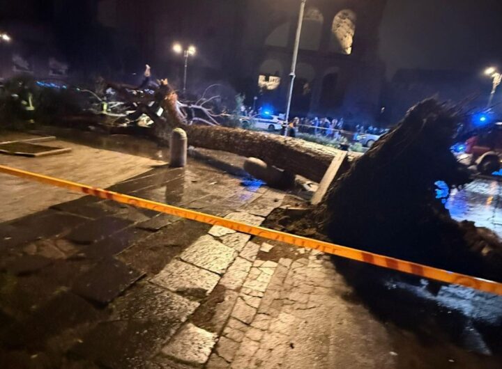 pino crollato a roma