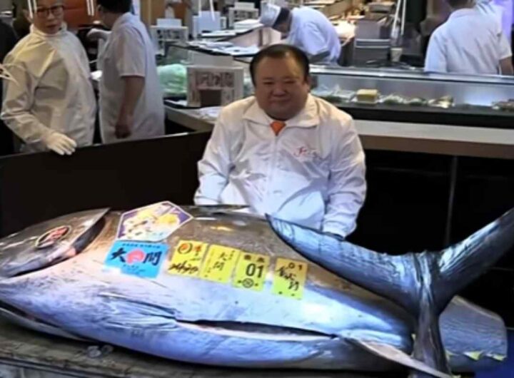Tonno rosso da 243 chili venduto all'asta per 3,2 milioni di dollari
