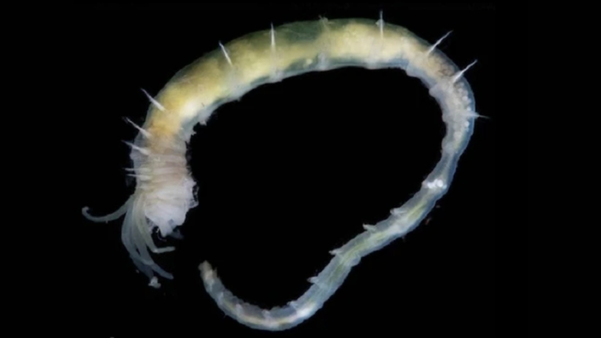 verme abissi groenlandia