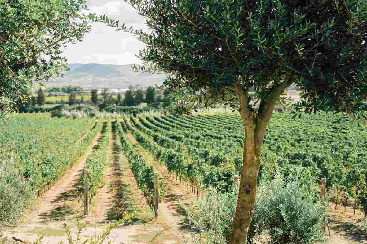 Il viaggio prosegue verso Cussorgia, seguendo l’ex tracciato delle Ferrovie Meridionali Sarde, oggi riconvertito in pista ciclabile e pedonale