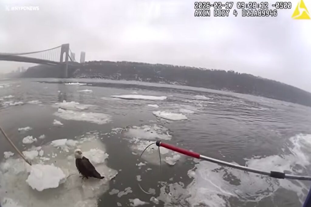 Il salvataggio di un'aquila calva