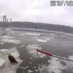 Il salvataggio di un'aquila calva