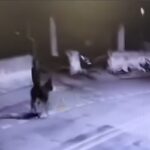 L'uomo rapina una gioielleria e scappa in sella ad un asino