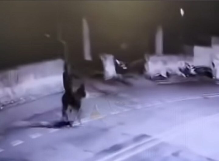 L'uomo rapina una gioielleria e scappa in sella ad un asino