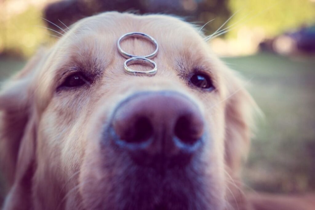 cane con fedi nuziali