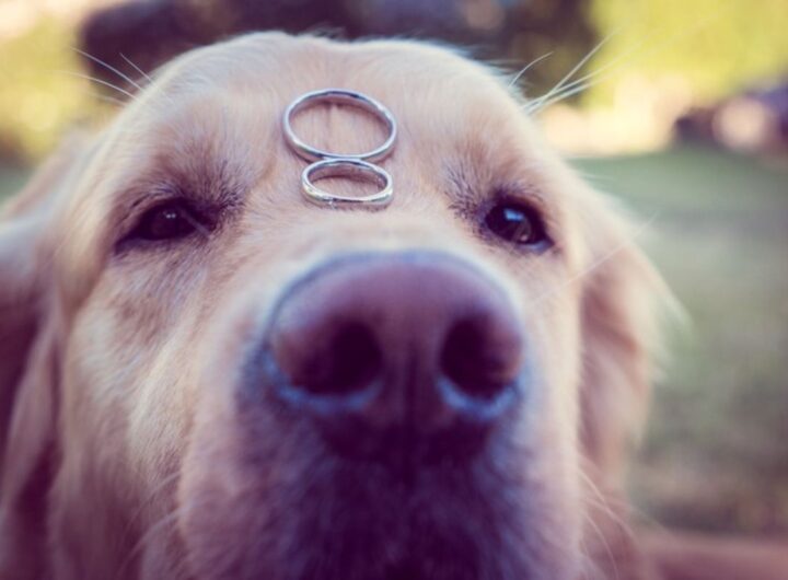 cane con fedi nuziali