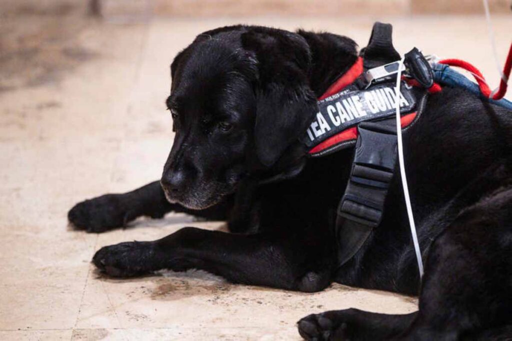 Cane guida
