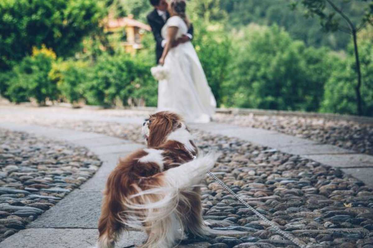 cane con gli sposi