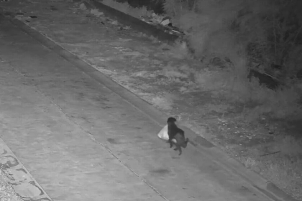 cane porta spazzatura catania