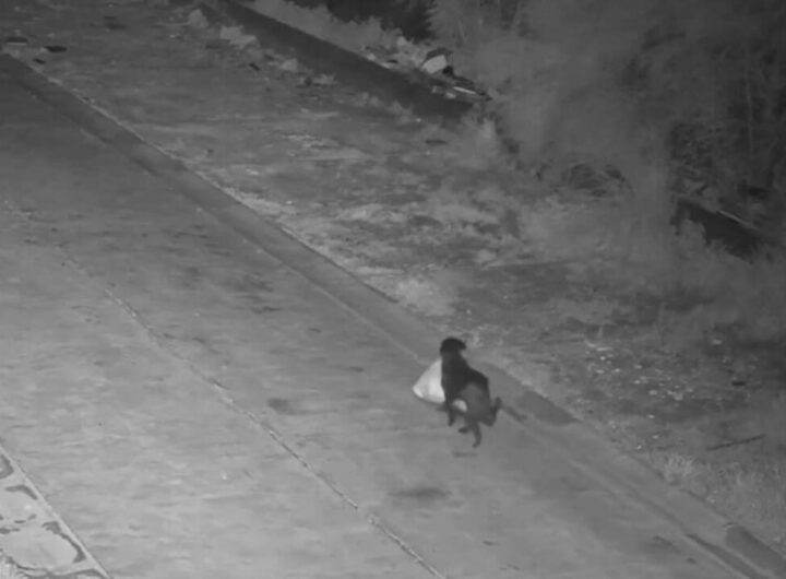 cane porta spazzatura catania