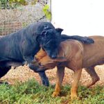 infermiere aggredito cani