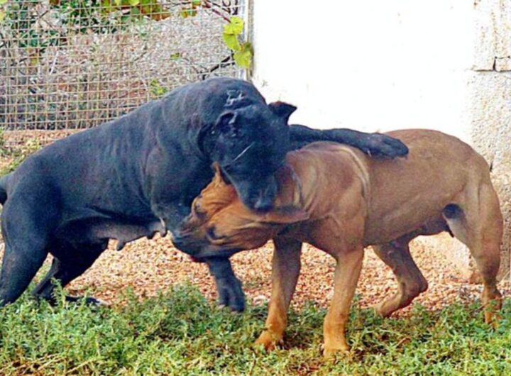 infermiere aggredito cani