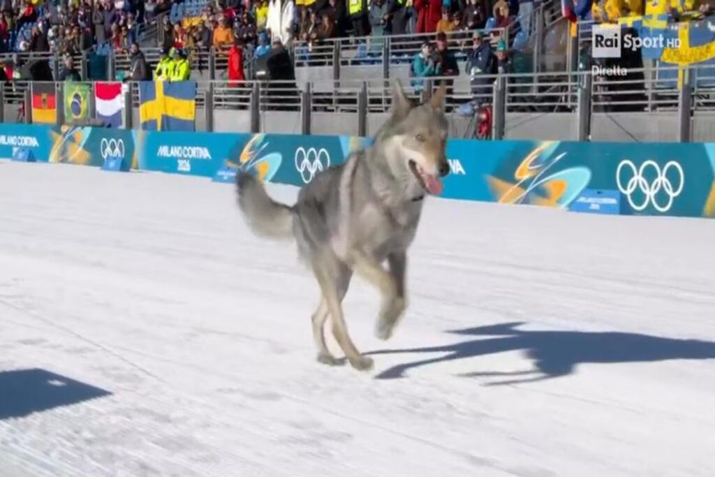 Il video del cane che ha invaso la pista durante le qualificazioni di sci di fondo alle Olimpiadi di Milano-Cortina