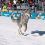 Il video del cane che ha invaso la pista durante le qualificazioni di sci di fondo alle Olimpiadi di Milano-Cortina