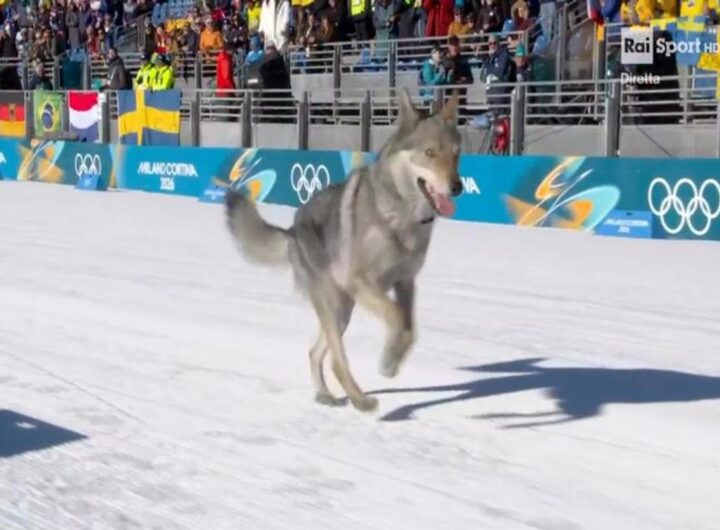 Il video del cane che ha invaso la pista durante le qualificazioni di sci di fondo alle Olimpiadi di Milano-Cortina