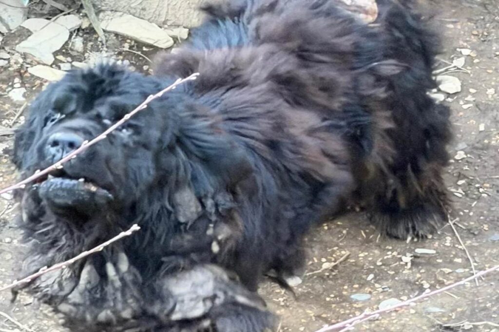 cane terranova abbandonato