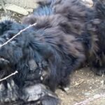 cane terranova abbandonato