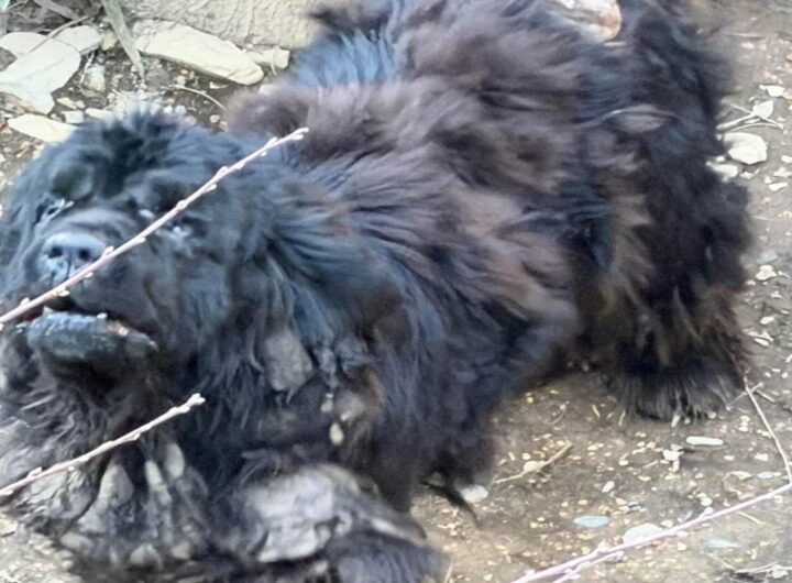 cane terranova abbandonato