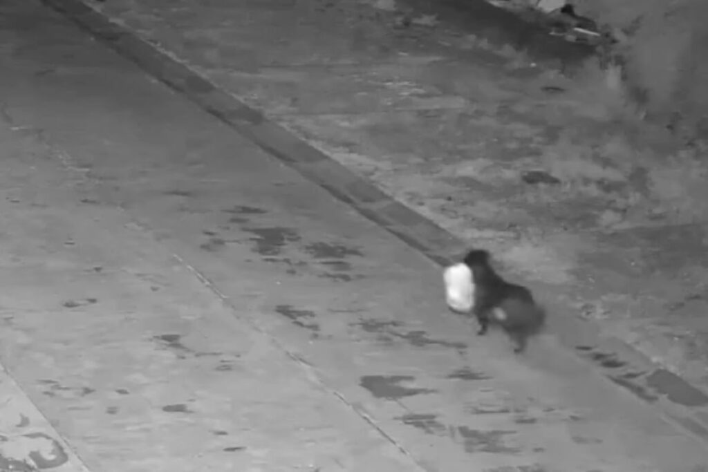 Cane trasporta sacchetto di rifiuti