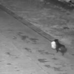 Cane trasporta sacchetto di rifiuti