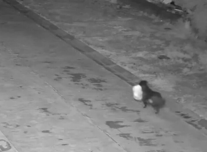 Cane trasporta sacchetto di rifiuti