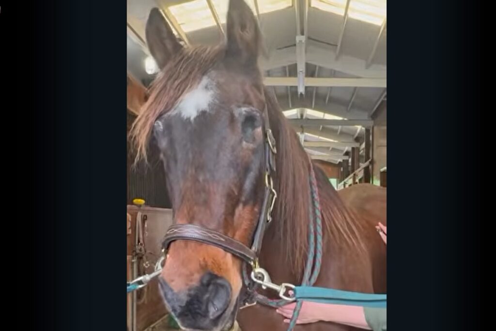 Fancy, il video della cavalla domestica più vecchia del mondo (ha 37 anni)
