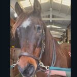 Fancy, il video della cavalla domestica più vecchia del mondo (ha 37 anni)