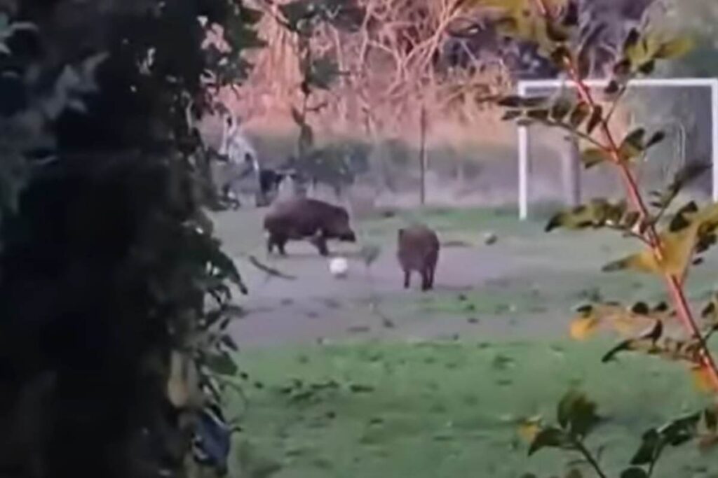 cinghiali giocano a palla a roma