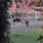 cinghiali giocano a palla a roma