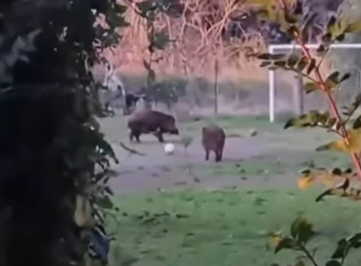 cinghiali giocano a palla a roma