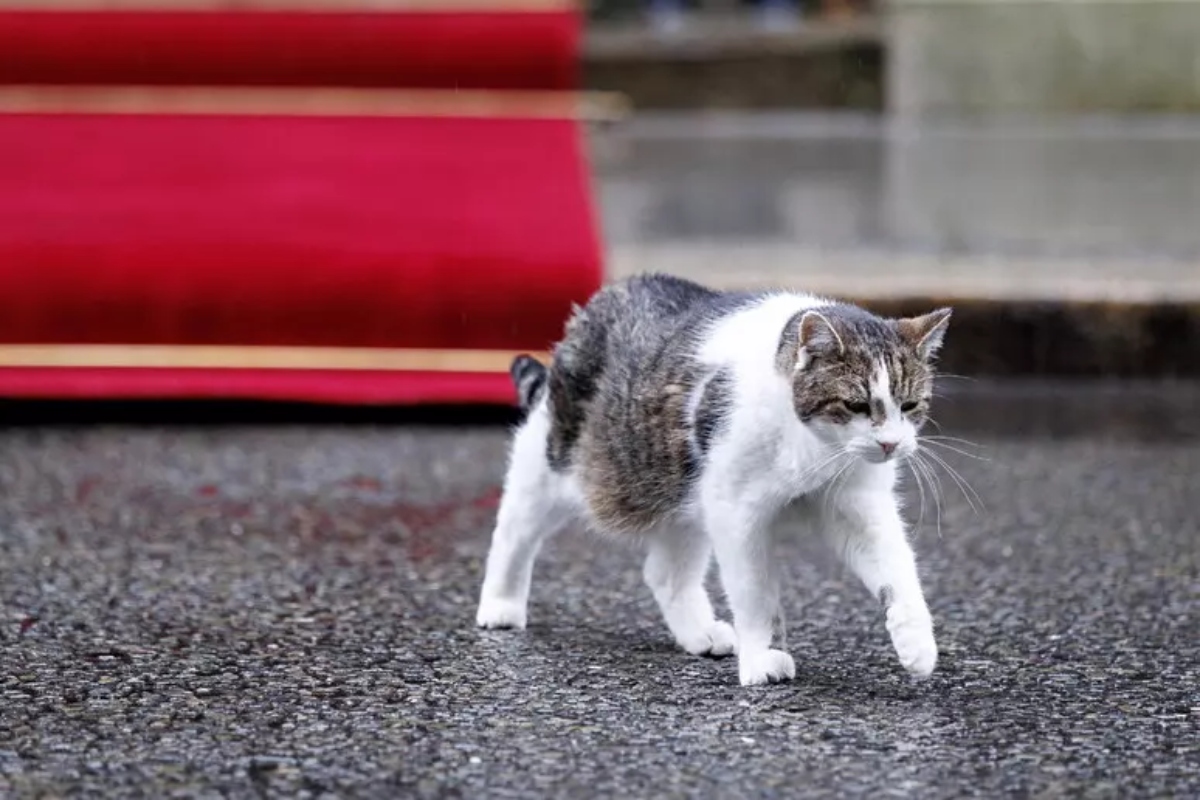 gatto downing street