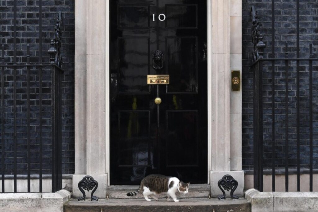gatto downing street