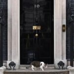 gatto downing street